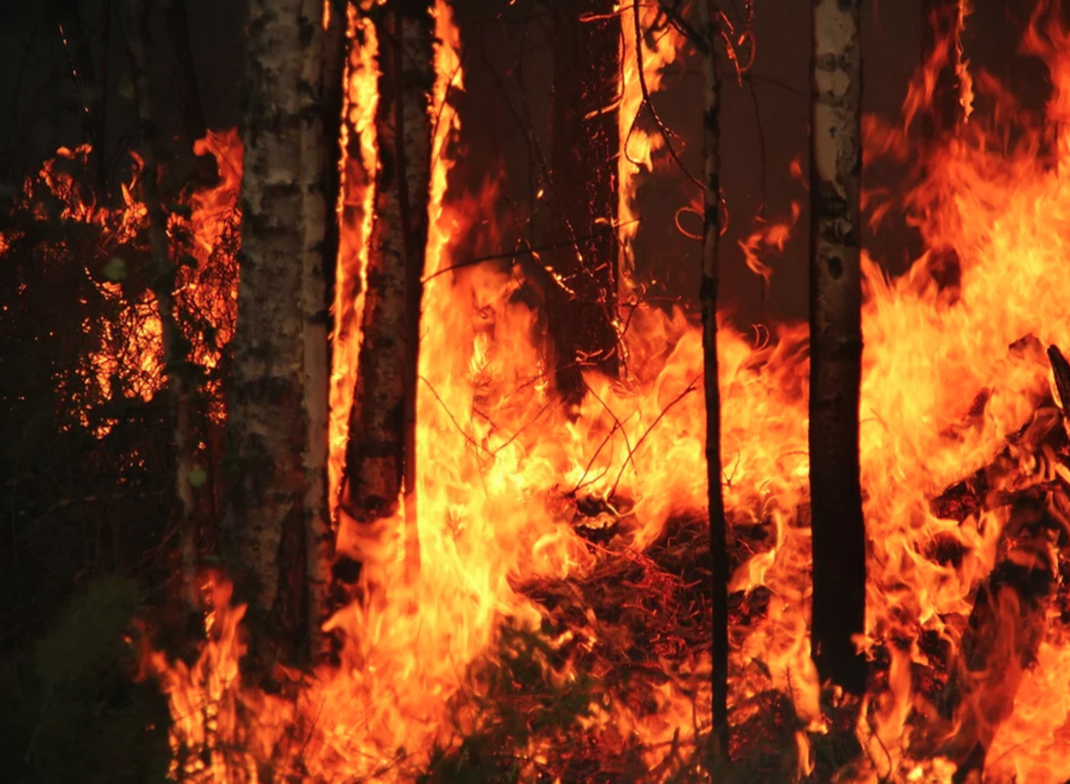 Un feu de forêt dans la réserve naturelle de Yugansky, en Russie, en 2012. Wikimedia Commons/CC BY-SA 2.0/Tatiana Bulyonkova